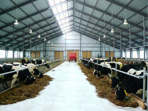 Industrial Galvanized Prefab Metal Steel Structure Building For <strong>Poultry</strong> Farming Goat Sheep Shed Cow <strong>Farm</strong> - Product Image 3