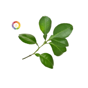 Tự nhiên khô bưởi lá cho sức khỏe các loại trà cung cấp số lượng lớn có sẵn với giá cả cạnh tranh - Product Image 1