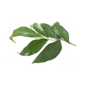 Feuille congelée de Clausena Indica IQF Emballage sous vide Approvisionnement du Vietnam - Product Image 3