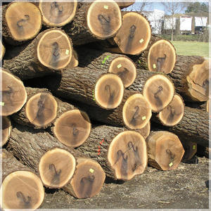 Walnut <b>Logs</b> for Paneling Walnut <b>Logs</b> for Custom Cutting Walnut <b>Logs</b> for Outdoor Furniture - Product Image 3