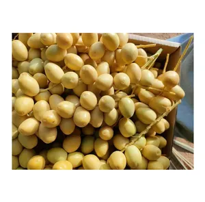 Leading Supplier of Good Quality Best Selling Premium Grade Sweet Delicious Natural Taste Fresh Fruit Barhi Dates/ Berhi Dates