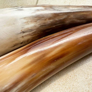 Alta demanda Cuerno de vaca Beber Fabricante y exportador Cuerno Taza Diseño y elaborado con cuerno para beber de alta calidad de la India - Product Image 2