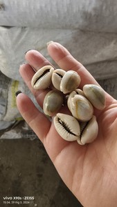 Conchas de cauri pequeñas limpias de Vietnam, superficie pulida blanca natural, secas y vacías, ideales para exportación y comercio artesanal - Product Image 2