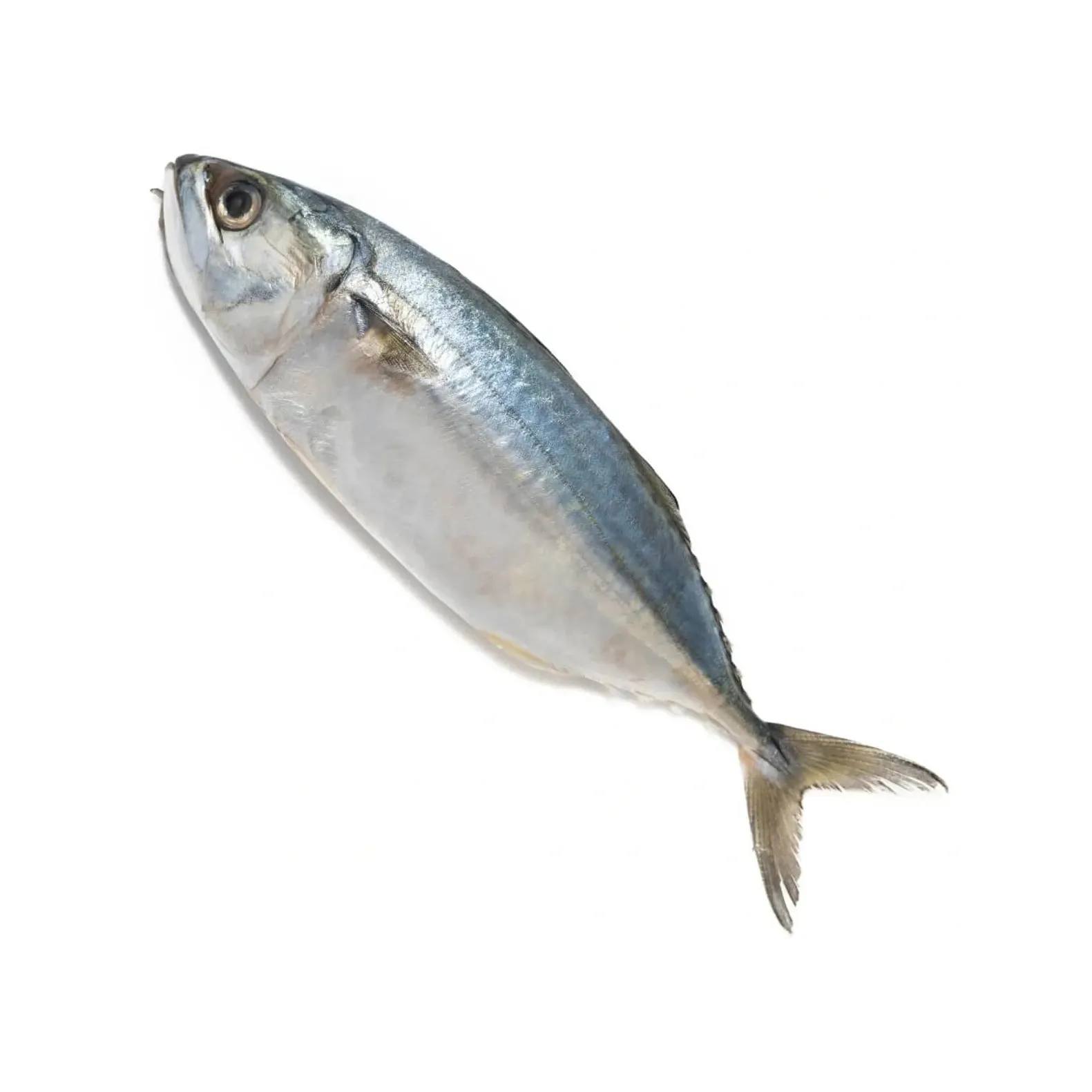 سمك الماكريل الطازج جودة عالية