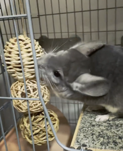 ผลิตภัณฑ์ที่ดีที่สุด ลูกบอลหวายธรรมชาติสําหรับสัตว์เลี้ยง - หวายสัตว์เลี้ยงเคี้ยวนกแก้วหนูแฮมสเตอร์กระต่าย 100% จากเวียดนาม หวายคุณภาพสูงสําหรับสัตว์เลี้ยง - Product Image 6