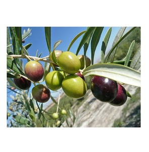 Cheapest Price Supplier Bulk <b>Fresh</b> <b>Fruit</b> olives With Fast Delivery - Product Image 4