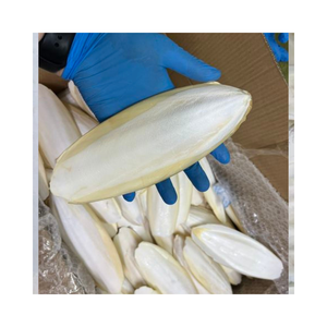 Oferta Especial: Calamar y Hueso de Sepia Orgánicos Secos 100% Naturales, Golosinas para Loros, OEM/ODM en Vietnam - Product Image 1