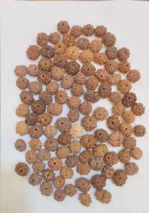 ลูกปัดรุทรักษะธรรมชาติสั่งทำสำหรับวัดในบ้านและเครื่องประดับทางจิตวิญญาณเหมาะอย่างยิ่งสำหรับสร้อยข้อมือสร้อยคออธิษฐาน - Product Image 2