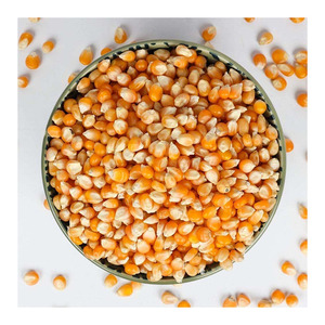 Maíz amarillo orgánico OGM al por mayor, maíz seco, palomitas de maíz, maíz blanco, maíz dulce para alimentación animal, venta al por mayor, precio de fábrica - Product Image 5