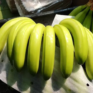 <b>Fresh</b> Cavendish <b>Banana</b> Handpicked Ripe Fruit from Vietnam Suitable for Direct Consumption and Snacks - Product Image 1