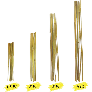 Estaca de bambú Natural y Flexible, caña de bambú, poste de bambú con alta calidad para construcción, agricultura, superventas - Product Image 4