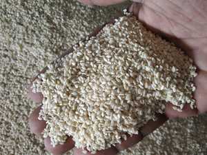 งาขาวบริสุทธิ์งาดำธรรมชาติสีดำ - Product Image 5