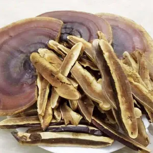 Ganoderma en tranches biologiques de qualité pour l'exportation vietnamienne Reishi premium abordable