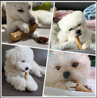 Pet Dog Squeaky Chew Dog Toys Café Bois Java Jouet à mâcher avec corde MS ANNA