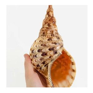 Coque d'artisanat décoratif Trompette Triton Shell exporté par le fournisseur du Vietnam 99 Gold Data Trumpet Triton Shell Use - Product Image 1