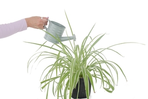 บัวรดน้ำโลหะสีเทาแบบมีพวยกุหลาบกว้างช่วยให้รดน้ำได้อย่างนุ่มนวลแม้กระทั่งการรดน้ำการออกแบบคลาสสิกผสมผสานประโยชน์ใช้สอย - Product Image 4