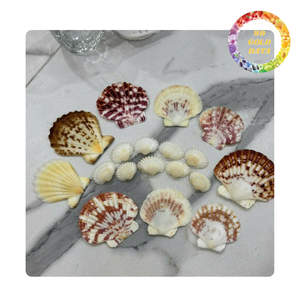 Conchas de vieira a granel de Vietnam | Artículos lindos para hacer regalos y cosas decorativas | Varios colores naturales - Product Image 5