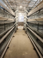 Système de cage à batterie multicouche de haute qualité, cage à poulets automatique pour équipement d'élevage avicole commercial