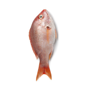 Poisson rouge congelé de haute qualité prêt pour la vente en gros aux distributeurs et aux détaillants - Product Image 5