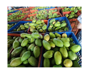 มะม่วงอบแห้งผลไม้ตากแห้งแบบนิ่มจากเวียดนาม - Product Image 1