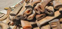 Bonne qualité personnalisée à vendre en vrac corne de buffle et pointe de corne de boeuf et pointe de corne de buffle à vendre au prix par HAND MADE CRAFT