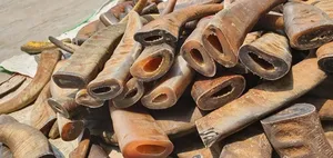 Buena calidad personalizado para la venta a granel cuerno de búfalo y Punta de cuerno buey y Punta de cuerno de búfalo para la venta a precio por artesanía hecha a mano - Product Image 3