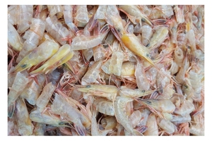เปลือกกุ้งแห้งเกรดส่งออก | ไม่มีหัว | ปริมาณไคตินสูง | แหล่งกำเนิดของเวียดนาม - Product Image 3
