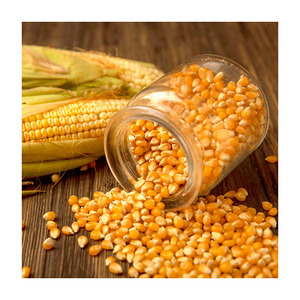 Maíz amarillo orgánico de alta calidad, maíz dulce sin OGM a granel, venta al por mayor, alta calidad, venta al por mayor, precio de fábrica de Venta caliente - Product Image 2