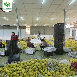 Tranches de mangue séchée douce de haute qualité en provenance du Vietnam Produit agricole économique du meilleur fournisseur de qualité - Product Image 6