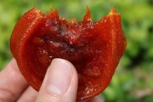 Goût naturel sucré de kaki séché du Vietnam de qualité supérieure, collation à texture douce traitée pour les marques OEM d'exportation et les supermarchés mondiaux - Product Image 3