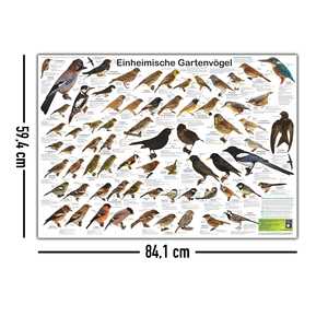 Póster moderno de pájaros de jardín nativos, tamaño DIN A1, para decoración de pared - Product Image 3