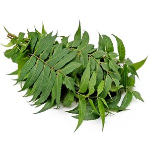 Hojas Secas de Neem Indio Más Vendidas en Corte para Té, Proveedor de Hojas Secas de Neem para Extracto Herbal - Product Image 5