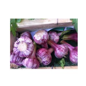 Precio barato Venta al por mayor Ajo fresco de alta calidad Fabricantes Ventas calientes 2022/Ajo rojo español/Ajo fresco Alho - Product Image 3