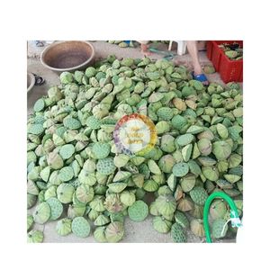 Semilla de loto seco al por mayor de Vietnam, semilla de flor de loto natural, semillas de loto secas para exportación agrícola - Product Image 2
