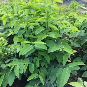 OFFRE EN VRAC FOURNISSEUR DE FEUILLES SUCRÉES VENTE EN GROS PREMIUM NATUREL BIO THÉ HERBES EXPORTATION TOP VENTES FOURNITURE USINE - Product Image 2