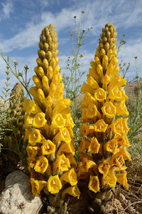 60ml Herbal Cistanche Deserticola Tubulosa Liquid Extract Drops OEM Private Label Natural Supplement - Product Image 2