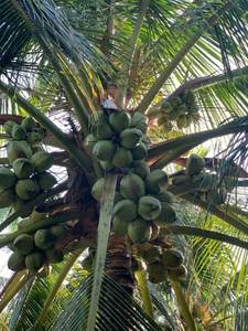 มะพร้าวแ<span class=keywords><strong>ท</strong></span>้คิงโคโค่ แช่แข็งแบบขายส่ง จากเวียดนาม รสชาติส่งออก ครีมมี่มาก หวานธรรมชาติ 600 กรัม+ สีขาวธรรมชาติ - Product Image 6