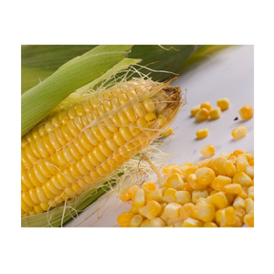 Maïs sucré congelé de qualité supérieure prêt à l'emploi de haute qualité pour les usines de conserves Restauration rapide et fabricants de produits alimentaires - Product Image 5