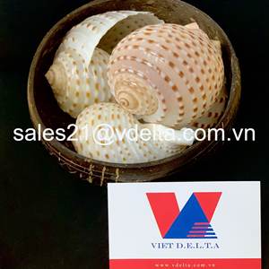 100% COQUILLAGE NATUREL DU VIETNAM/EXPORTATION EN VRAC COQUILLE DE PÊTAL/COQUILLE POUR LA DÉCORATION DE LA MAISON/Mme Lima + 84 346565938 - Product Image 3