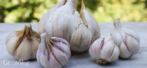 Grossiste en ail, exportateur, bonne qualité, prix de vente - Product Image 5