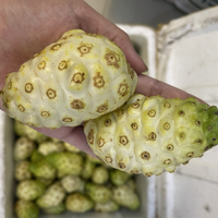 FRUITS NONI VIETNAMIENS FRAIS/AUTHENTIQUE ET NATUREL/FABRIQUÉ AU VIETNAM