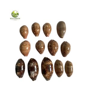 Concha Marina Decorativa Grande de Hierro, Origen Vietnam, para Decoración de Hogar de Lujo, Exhibición en Acuarios y Uso en Manualidades - Product Image 3
