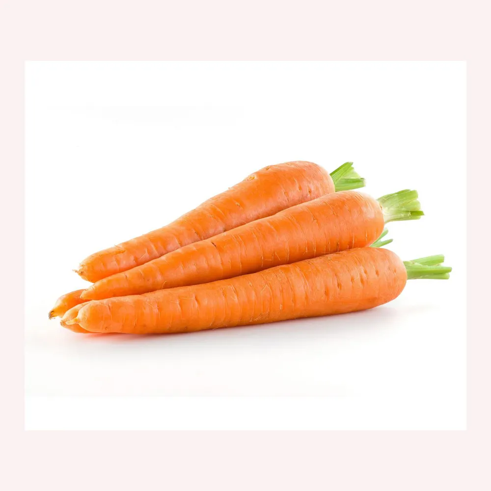 Nouvelle carotte rouge couleur Viet Nam carotte fraîche en vrac commun pas cher prix OEM/ODM sac personnalisé bas quantité minimale de commande pas cher prix