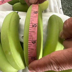 กล้วยสด คาวเคนดิช G9 13 กก. บรรจุกล่อง คุณภาพสูง สำหรับผู้จัดจำหน่าย จากเวียดนาม โดย 99 โกลด์ ดาต้า - Product Image 1