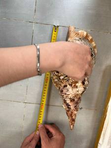 Trompette en coquille de conque unique du Vietnam pour la décoration d'autel de mariage, célébrations sur le thème de la plage utilisant des matériaux marins naturels - Product Image 2