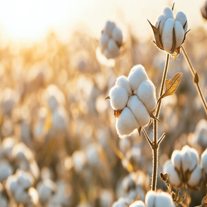 Gossypium Arboreum, - Product Image 2