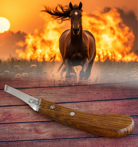 Herramientas de herrador de alta calidad, cuchillo para pezuña, cuchillo de corte de herrador de mano derecha, hoja curva de acero inoxidable, herramientas de aseo para pezuñas de caballos - Product Image 4