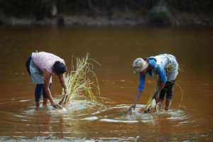 Huile Végétale Vierge de Tamanu (Calophyllum) SAKAY Pressée à Froid 100% Pure et Naturelle Qualité Cosmétique de Madagascar Bidon 30L - Product Image 2