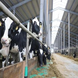 Cobertizo de vaca de estructura de acero, construcción de granja de vaca y ganado, bajo coste, gran oferta, <span class=keywords><strong>2022</strong></span> - Product Image 4