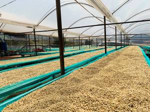 HANCOFFEE Haricots verts vietnamiens nouvellement récoltés meilleure vente Arabica Robusta certifié en usine emballé en sacs en gros - Product Image 5